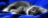 electrocat