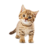 transparency_cat_2